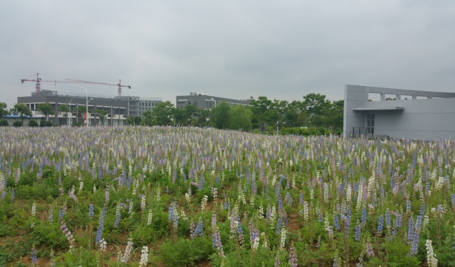 中國藥科大學校園賞花攻略(五月)